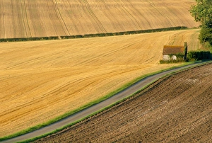 Cultivate Prints: Fields and rural road near Old Winchester Hill, Hampshire, England, UK