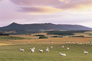 Aberdeenshire Prints: Fields and sheep near Oldmeldrum