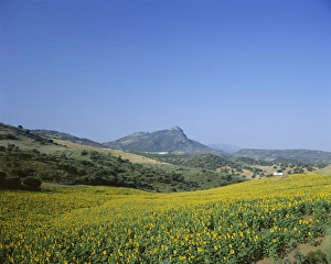 Sun Flower Prints: Fields of sunflowers