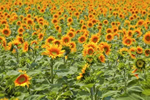 Abundance Prints: Fields of sunflowers in the Loire Valley, France, Europe
