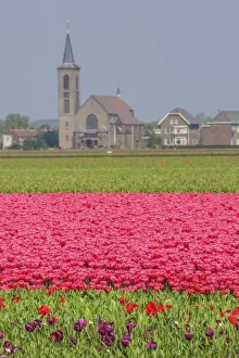 South Holland Prints: Fields of tulips colour the landscape and frame the village in background, Keukenhof Park