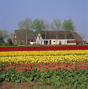 Tulip Field Prints: Fields of tulips in Holland