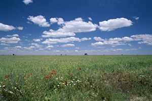 Castilla La Mancha Prints: Fields of wild flowers