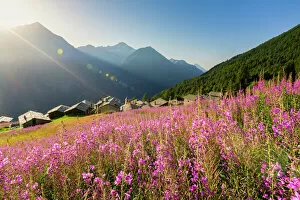 Landscapes Collection: Fields of Willowherb (epilobium) in bloom surrounding the village of Starleggia