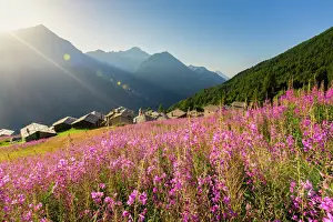 Flowers Prints: Fields of Willowherb (epilobium) in bloom surrounding the village of Starleggia