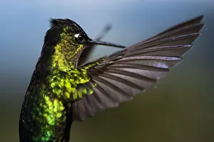 Fiery-throated Hummingbird (Panterpe insignis), San Gerardo de Dota, San Jose Province