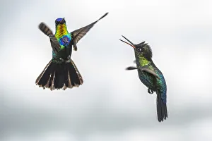 Costa Rica Gallery: Fiery-throated Hummingbird (Panterpe insignis), San Gerardo de Dota, San Jose Province