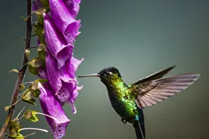 Fiery-throated Hummingbird (Panterpe insignis), San Gerardo de Dota, San Jose Province