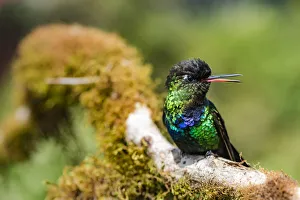 Fiery-throated Hummingbird (Panterpe insignis), San Gerardo de Dota, San Jose Province