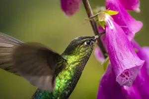 Fiery-throated Hummingbird (Panterpe insignis), San Gerardo de Dota, San Jose Province