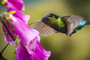 Fiery-throated Hummingbird (Panterpe insignis), San Gerardo de Dota, San Jose Province