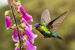 Fiery-throated Hummingbird (Panterpe insignis), San Gerardo de Dota, San Jose Province