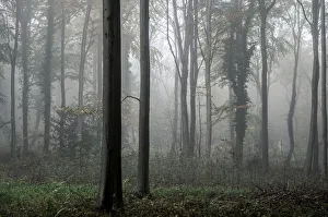 Bristol Prints: Fifty Acre Wood in mist at dawn, Leigh Woods, Bristol, England, United Kingdom, Europe