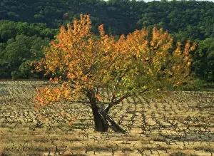 Fig Tree Prints: A fig tree in vineyards in autumn in Provence, France, Europe