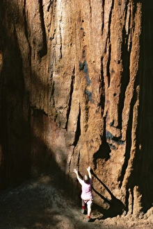 Touching Prints: Figure shows scale of the trunk of giant sequoia tree