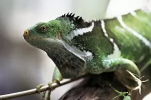 Endangered Species Gallery: Fijian crested iguana, endemic to Fiji, Brachylophus vitiensis, one of the worlds rarest reptiles