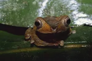 File eared tree frog (Polypedates otilopus) in virgin rainforest in Danum Valley Conservation Area