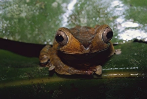 Images Dated 28th November 2007: File eared tree frog (Polypedates otilopus) in virgin rainforest in Danum Valley Conservation Area