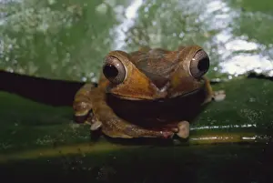 Frogs Prints: File eared tree frog (Polypedates otilopus) in virgin rainforest in Danum Valley Conservation Area