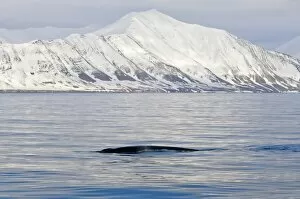 Fin whale in Woodfjord, Svalbard Archipelago, Norway, Arctic, Scandinavia, Europe