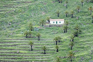 La Gomera Prints: Finca, palm grove, near Alajero, La Gomera, Canary Islands, Spain, Europe
