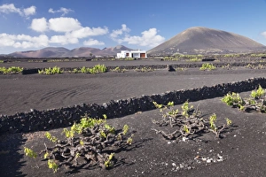 La Geria Prints: Finca, wine growing district La Geria, Lanzarote, Canary Islands, Spain, Atlantic, Europe