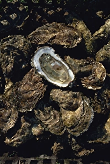 Charente Maritime Prints: Fines de claires oysters from the Ors channel, Oleron Island, Charente-Maritime
