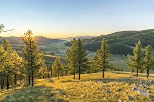 Mongolian Prints: Fir trees in the morning light above Tsenkher Hot Springs, North Hangay province