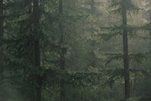 Raining Prints: Fir trees in rain