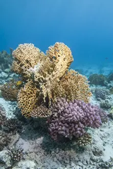 Red Sea Prints: Fire coral and hard coral reef
