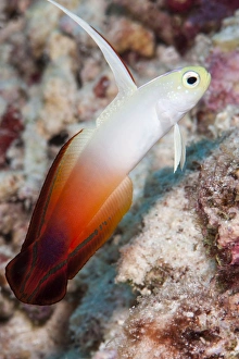 Sulawesi Prints: Fire dartfish (Nemateleotris magnifica), Sulawesi, Indonesia, Southeast Asia, Asia