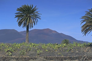 Canary Island Prints: Fire Mountain