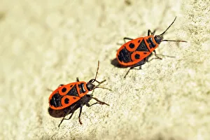 Arthropod Prints: Firebug (Pyrrhocoris apterus), France, Europe
