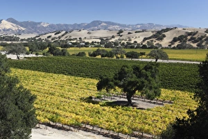 Santa Ynez Prints: Firestone Winery vineyards, near Los Olivos