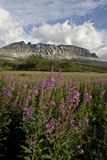 Fireweed (Chamerion angustifolium), Glacier National Park, Montana Fireweed (Chamerion angustifolium), Glacier National Park, Montana