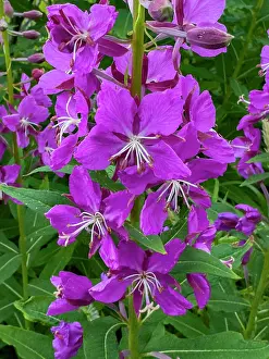 Dutch Prints: Fireweed flowers bloom in Dutch Harbor on Amaknak Island during summer months in Alaska