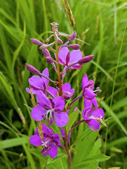 Purple Prints: Fireweed plants bloom with purple flowers in natural setting along Amaknak Island in Unalaska