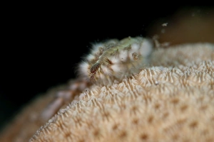 Black Background Prints: Fireworm (Hermodice carunculate), Dominica, West Indies, Caribbean, Central America
