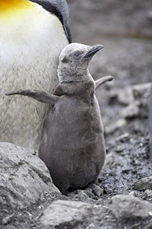 Flapping Prints: First season king penguin