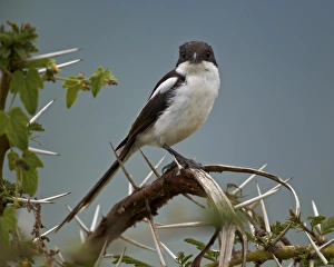 Lanius Collaris Prints: Fiscal shrike (common fisca) (Lanius collaris)