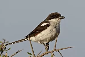 Images Dated 2nd November 2007: Fiscal Shrike (Common Fiscal) (Lanius collaris), Addo Elephant National Park