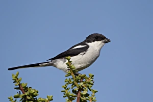 Fiscal shrike (common fiscal) (Lanius collaris), Addo Elephant National Park