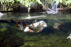 Stuttgart Prints: Fish aquarium at Wilhelma Zoo and Botanical Gardens