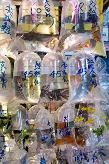 Fish in bags in Tung Choi Street, a street full of shops selling tropical fish