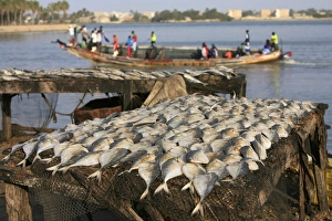 Sea Food Prints: Fish and boat, Saint Louis, Senegal, West Africa, Africa