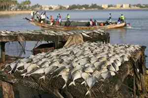 Images Dated 30th January 2007: Fish and boat, Saint Louis, Senegal, West Africa, Africa