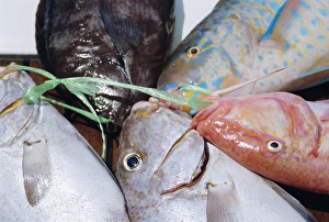 Sea Food Prints: Fish catch