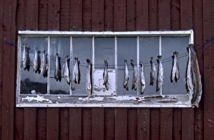 Shetland Prints: Fish drying