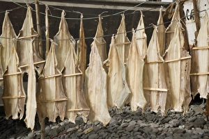 Sea Food Prints: Fish drying, Camara de Lobos, Madeira, Portugal, Europe