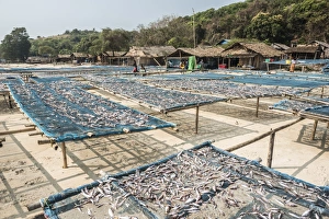 Fishing Nets Prints: Fish drying in the fishing village at Tizit Beach, Dawei Peninsula, Tanintharyi Region
